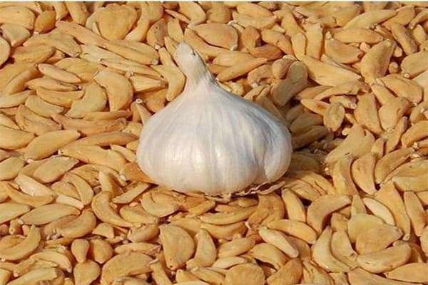 Dehydrated Garlic
