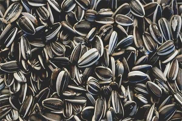 Sunflower seed