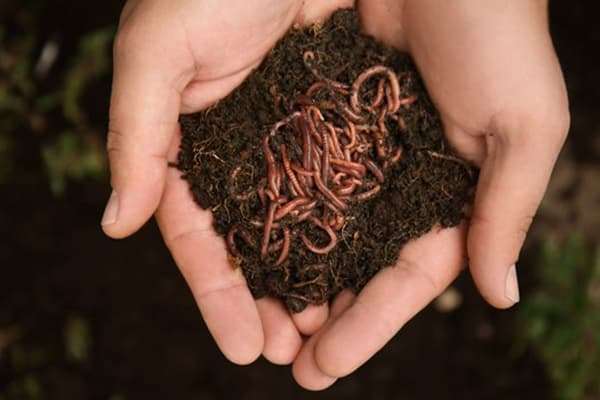 Vermi compost