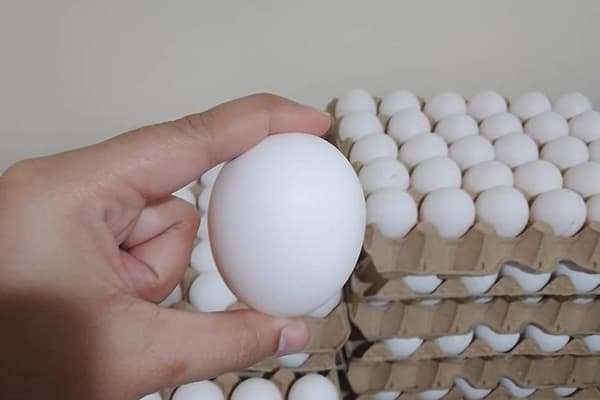 Eggs