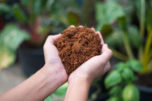 Coco peat