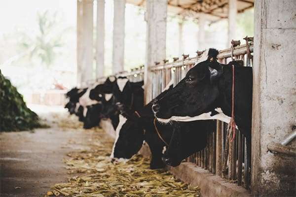 cattle feed